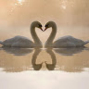 Meet your Posher, Deana